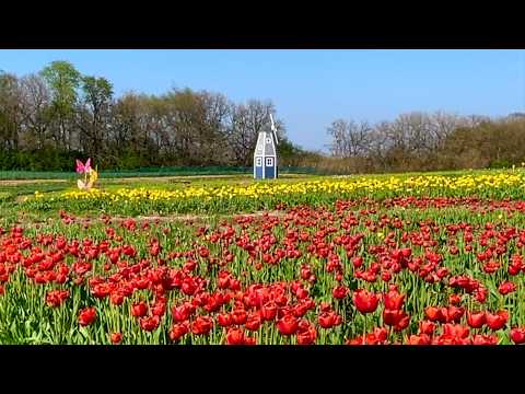 Discover Indiana's Stunning Spring Blooms in Nature's Symphony